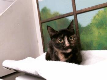 CARAMEL -  Domestic Short Hair Cat for Adoption in Houston, Texas - CARAMEL | PetCurious