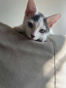 Miles -  Domestic Short Hair Cat for Adoption in Wading River, New York - Miles | PetCurious