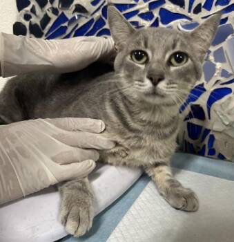 DELTA -  Domestic Short Hair Cat for Adoption in Pensacola, Florida - DELTA | PetCurious