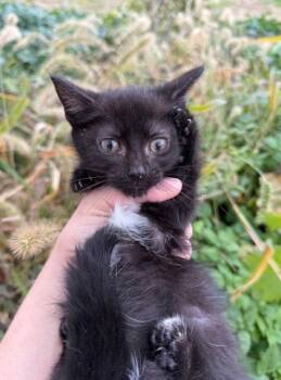 Rescue Domestic Short Hair Cats for Adoption in Berwick, Pennsylvania - Tazicki | PetCurious