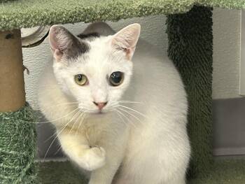 Rescue Domestic Short Hair Cats for Adoption in Huntington Beach, California - Mayo | PetCurious