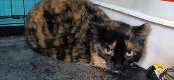 Domestic Short Hair Cats Available for Adoption in Crocker, Missouri - Pixel | PetCurious