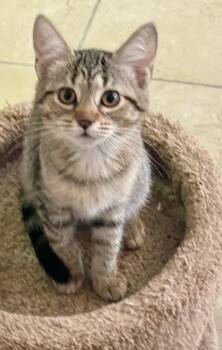 Ruth -  Tabby and Domestic Short Hair Cat for Adoption in Lacon, Illinois - Ruth | PetCurious