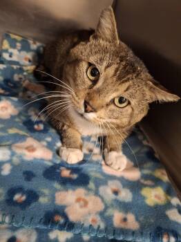 Domestic Short Hair Cats Available for Adoption in Hopkinton, Massachusetts - Taz | PetCurious
