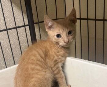 Brodie -  Domestic Short Hair Cat for Adoption in Plymouth, Connecticut - Brodie | PetCurious