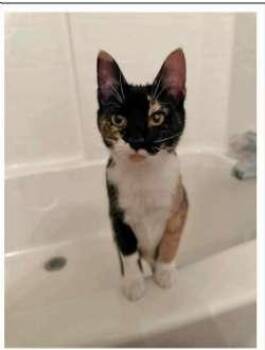 Rescue Domestic Short Hair Cats for Adoption in Sudbury, Massachusetts - Casey | PetCurious