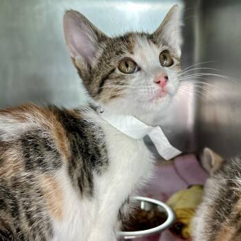Domestic Short Hair Cats Available for Adoption in Matteson, Illinois - Hanoverian | PetCurious