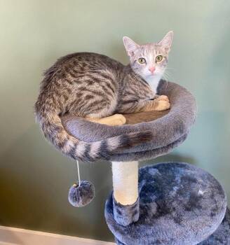 Arrow -  Domestic Short Hair Cat for Adoption in Cromwell, Kentucky - Arrow | PetCurious