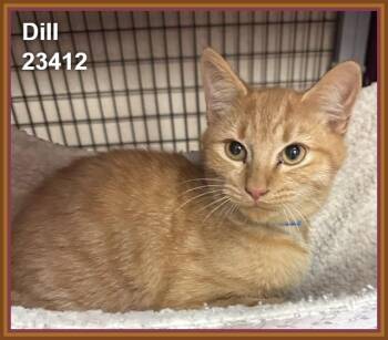 DILL (see also ROSEMARY, THYME, and MINT) -  Domestic Short Hair and Tabby Cat for Adoption in Marietta, Georgia - DILL (see Also ROSEMARY, THYME, And MINT) | PetCurious