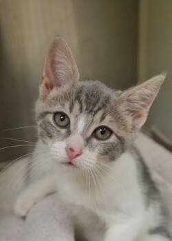 Rescue Domestic Medium Hair and Domestic Short Hair Cats for Adoption in Aiken, South Carolina - Specs 59823 | PetCurious