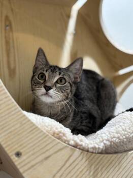Artic -  Domestic Short Hair Cat for Adoption in Dallas, Texas - Artic | PetCurious