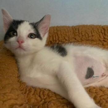 Domestic Short Hair Cats Available for Adoption in Dayton, Ohio - Sonny | PetCurious