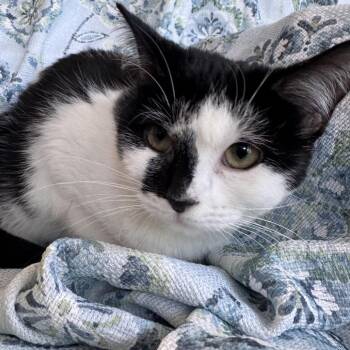 Domestic Short Hair Cats Available for Adoption in Eaton Rapids, Michigan - Eleanor The Bold 56032 | PetCurious