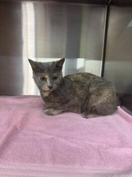 Penny -  Domestic Medium Hair Cat for Adoption in Lagrange, Indiana - Penny | PetCurious