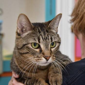 Rescue Domestic Short Hair Cats for Adoption in Dallas, Texas - Sam | PetCurious