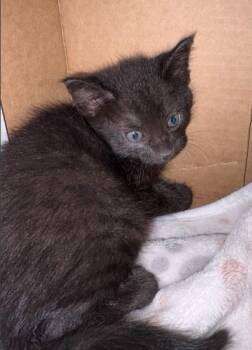 Domestic Short Hair Cats Available for Adoption in Sugar Land, Texas - NIKOLAI | PetCurious