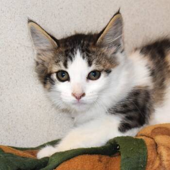 Rescue Domestic Short Hair Cats for Adoption in Rifle, Colorado - Reindeer (25-3S-2) | PetCurious