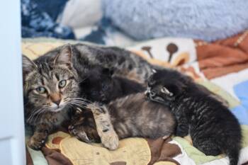 Rescue Domestic Medium Hair Cats for Adoption in Morden, Manitoba - Kellogg | PetCurious