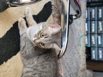 Rescue Domestic Short Hair and Tabby Cats for Adoption in San Jose, California - Mia & Missy | PetCurious