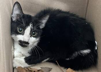 Pom Pom -  Domestic Short Hair Cat for Adoption - Pom Pom | PetCurious