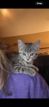 McKenzie -  Domestic Short Hair Cat for Adoption in Wheaton, Illinois - McKenzie | PetCurious