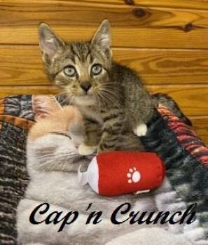 Cap