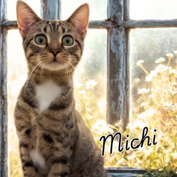 Rescue Domestic Short Hair Cats for Adoption in Laurel, Maryland - Michi-The Perfect CoWorker | PetCurious