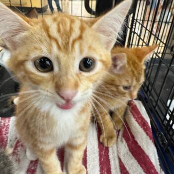 Rescue Domestic Short Hair Cats for Adoption in Volcano, Hawaii - Kiko (COH-A-65534 | PetCurious