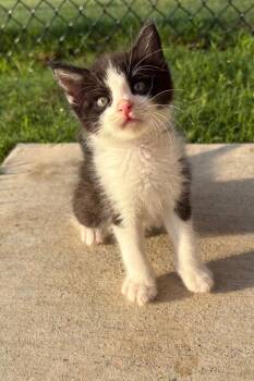 Squiggles -  Domestic Medium Hair Cat for Adoption in Valley Park, Oklahoma - Squiggles | PetCurious