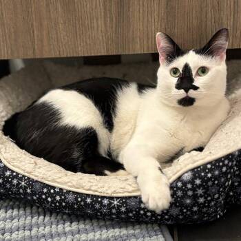 Rescue Domestic Short Hair Cats for Adoption in Abbotsford, British Columbia - Tyler | PetCurious