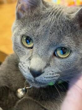 Tinkerbell (BC) -  American Shorthair Cat for Adoption in Schertz, Texas - Tinkerbell (BC) | PetCurious