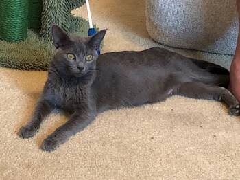Rescue Domestic Short Hair Cats for Adoption in Loveland, Colorado - JADE | PetCurious