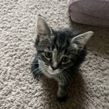 Tabby Cats Available for Adoption in Wyandotte, Michigan - Gracie  | PetCurious