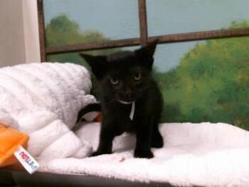 Domestic Short Hair Cats Available for Adoption in Houston, Texas - CROFT | PetCurious