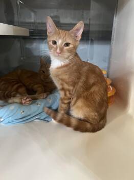 Sundance -  Domestic Short Hair Cat for Adoption in Hammond, Louisiana - Sundance | PetCurious