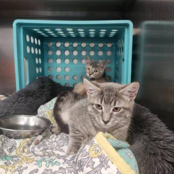 Mocha -  Domestic Short Hair Cat for Adoption in Brockton, Massachusetts - Mocha | PetCurious