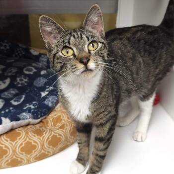 Domestic Short Hair Cats Available for Adoption - Yogurt | PetCurious