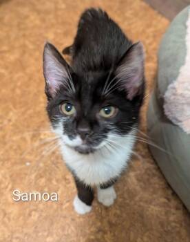 Samoa -  Domestic Short Hair Cat for Adoption in Vancouver, Washington - Samoa | PetCurious