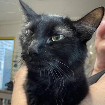 Kettle Corn -  Domestic Long Hair Cat for Adoption in Eureka Springs, Arkansas - Kettle Corn | PetCurious