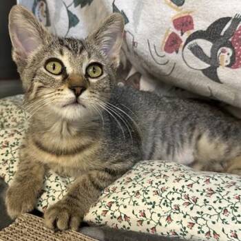 Auggie -  Domestic Short Hair Cat for Adoption in Merriam, Kansas - Auggie | PetCurious