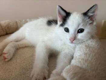Beau -  Domestic Medium Hair Cat for Adoption in Breinigsville, Pennsylvania - Beau | PetCurious