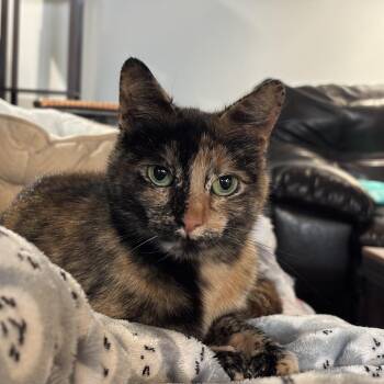 Domestic Short Hair Cats Available for Adoption in Royal Oak, Michigan - Trixie Mattel | PetCurious