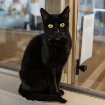 Rescue Domestic Short Hair Cats for Adoption in Houston, Texas - Tesla | PetCurious