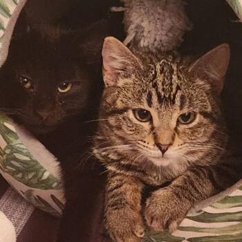 Domestic Short Hair Cats Available for Adoption - Lumi And Orion *Bonded Pair* | PetCurious