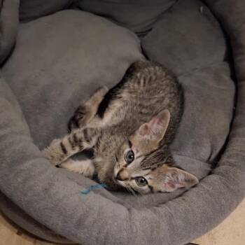Domestic Short Hair Cats Available for Adoption in Webster, Texas - Lulu (Formerly London) | PetCurious