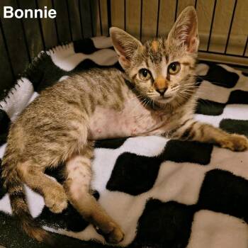 Bonnie -  Domestic Short Hair Cat for Adoption in Austin, Texas - Bonnie | PetCurious