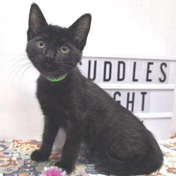 Nyx -  Domestic Short Hair Cat for Adoption in Fort Wayne, Indiana - Nyx | PetCurious