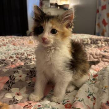 Rebekah -  Domestic Medium Hair Cat for Adoption in Mount Vernon, Indiana - Rebekah | PetCurious