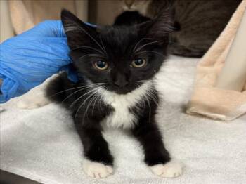 MISTRAL -  Domestic Short Hair Cat for Adoption in Derwood, Maryland - MISTRAL | PetCurious