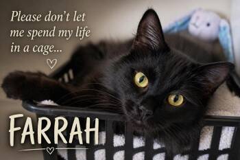 Domestic Medium Hair and Domestic Long Hair Cats Available for Adoption in Greenville, Delaware - Farrah (MH) DMH/DLH (FCID# 01/05/26-34 Trainer) SN | PetCurious